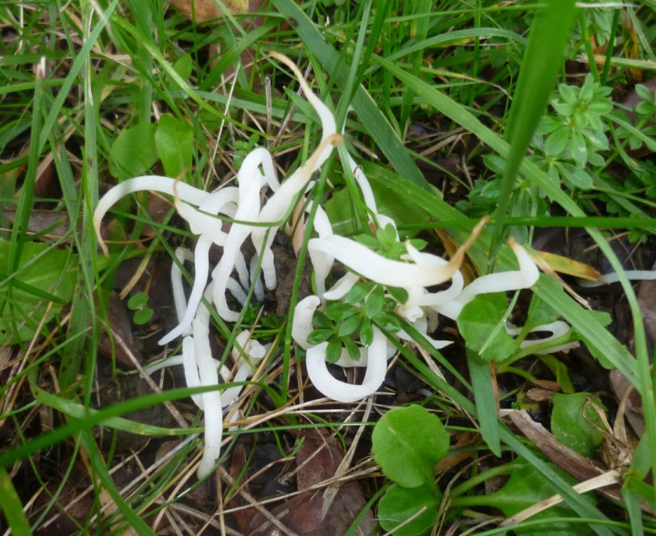 Clavaria fragilis.JPG