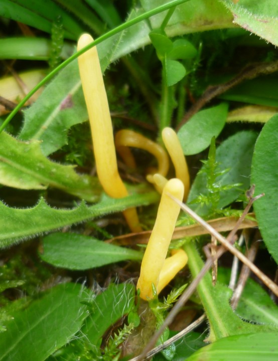 Clavulina 1.JPG