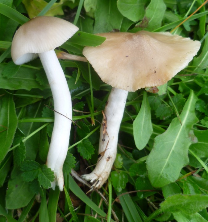 Hygrocybe fornicata 1.JPG