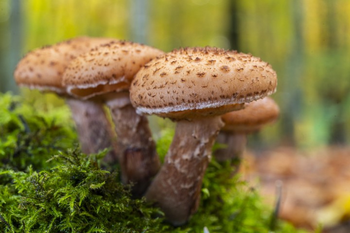 2019_11_11_champignons_002.jpg