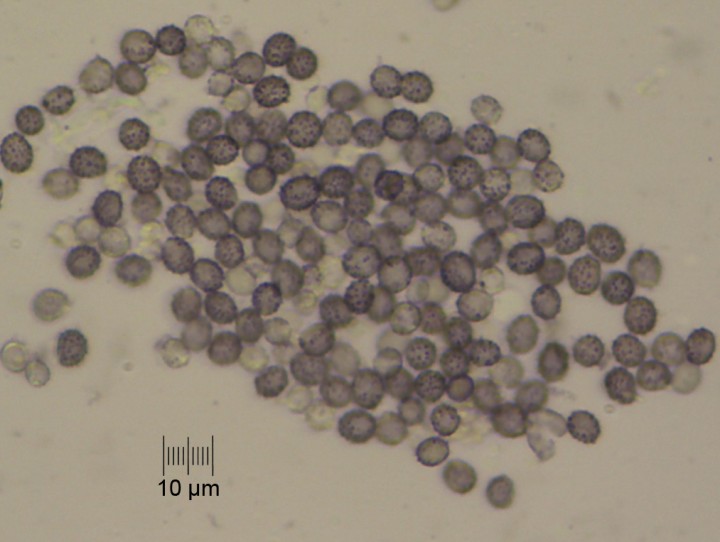 Spores