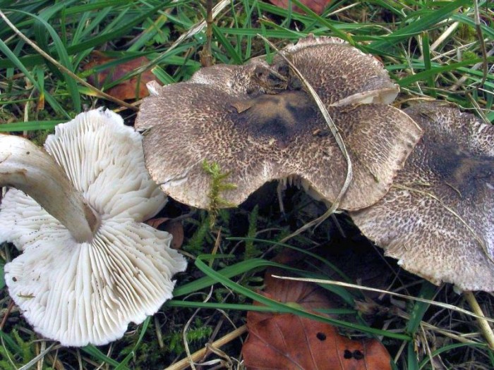 Tricholoma atrosquamosum.jpg