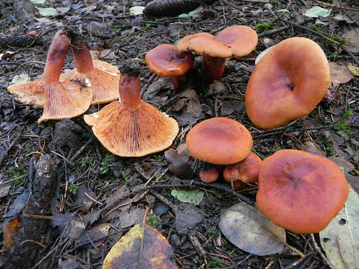 DSCN0480b.JPG