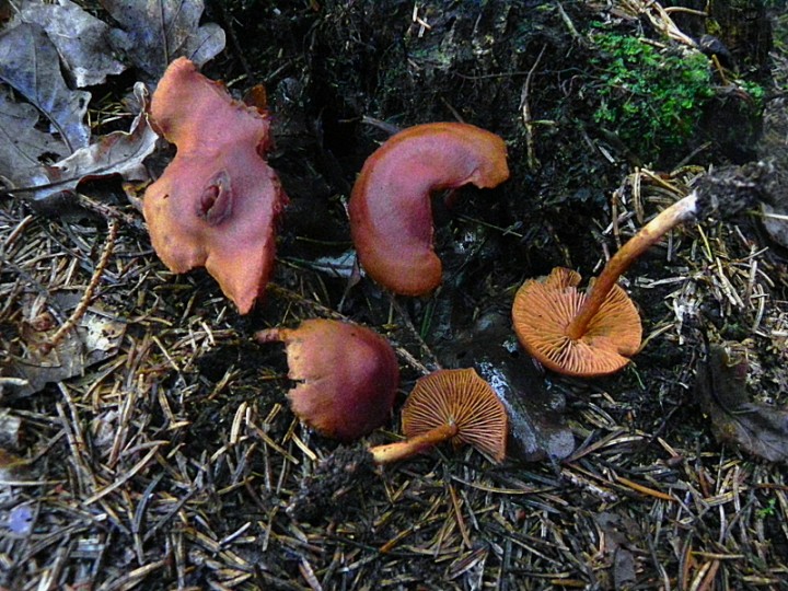DSCN0441b.JPG