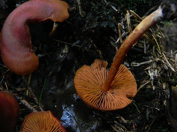 DSCN0442b.JPG
