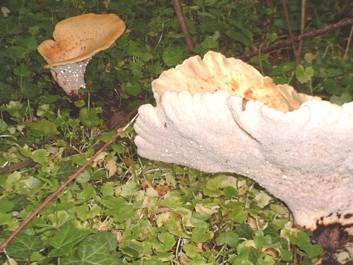 DSCF00040.JPG