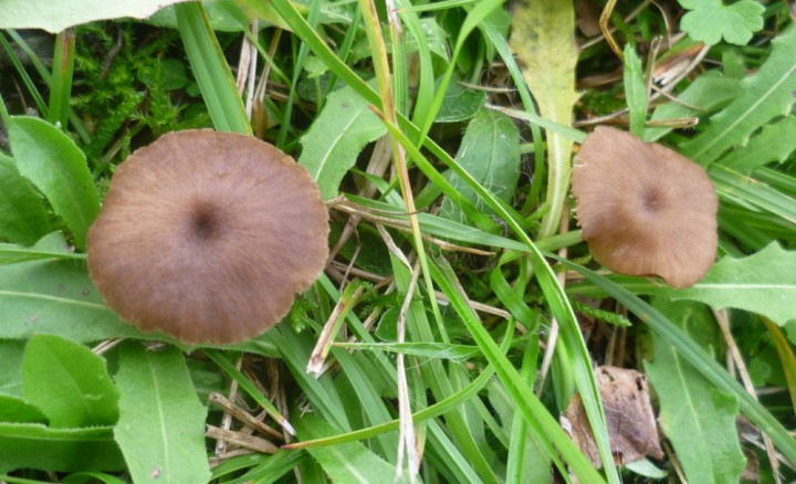 Entoloma pseudoturci 1.JPG