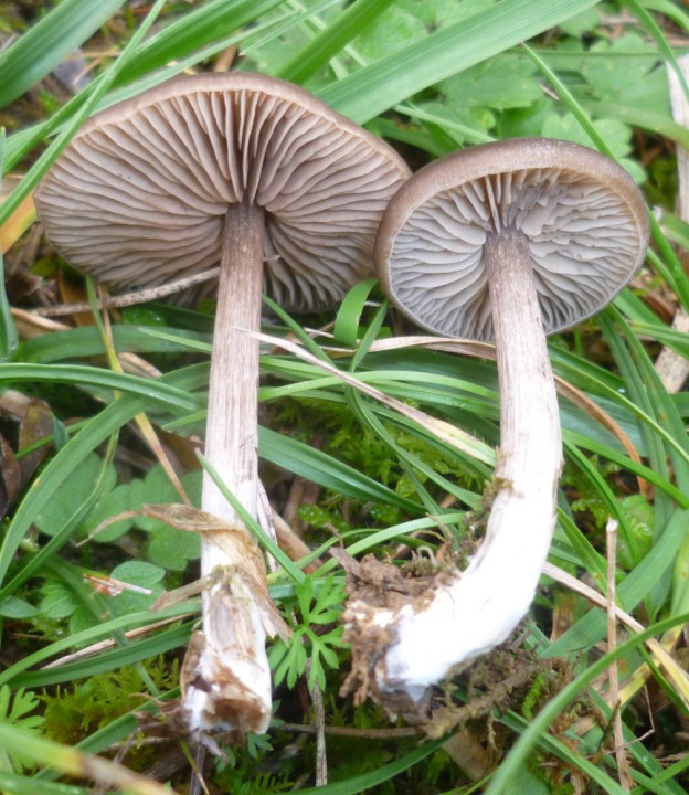 Entoloma sericeum 2.JPG