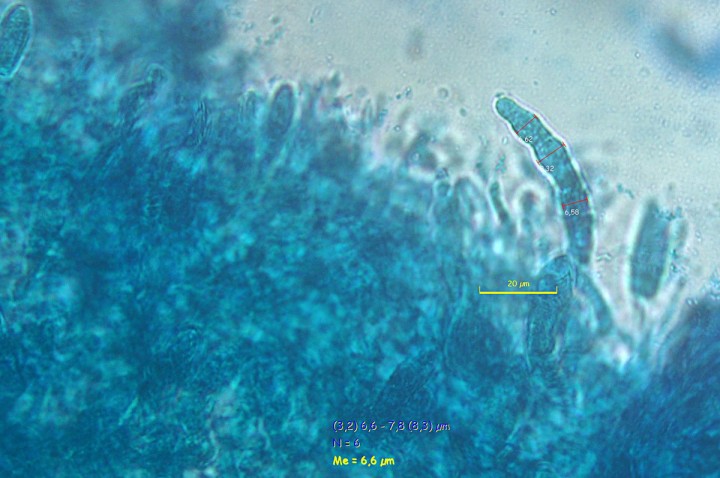 P00440PIXI.jpg