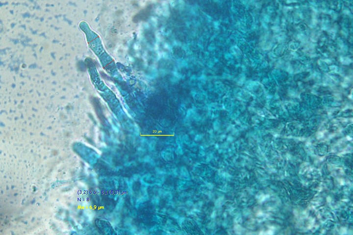 P00441PIXI.jpg