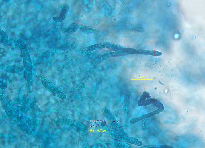 P00452PIXI.jpg