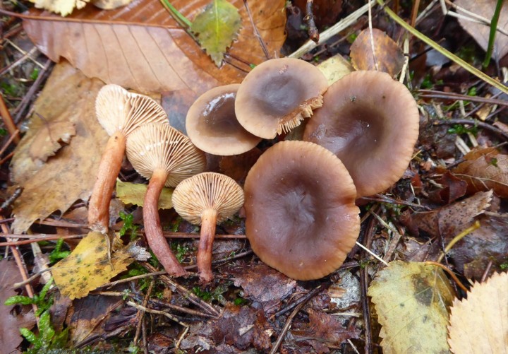 P1060647 (copie 1).JPG