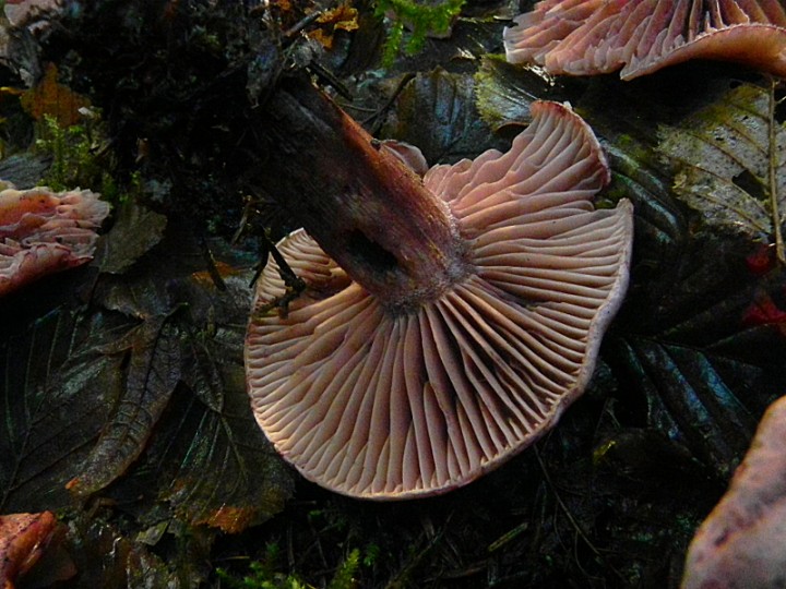 DSCN0522b.JPG