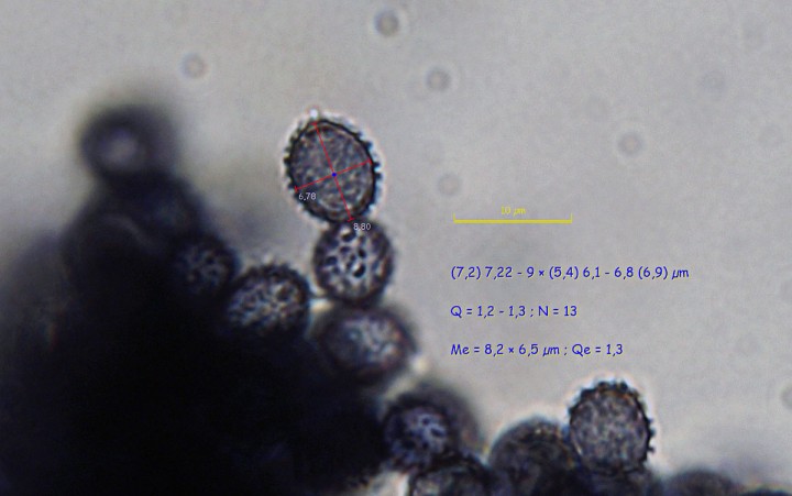 P00543PIXI.jpg