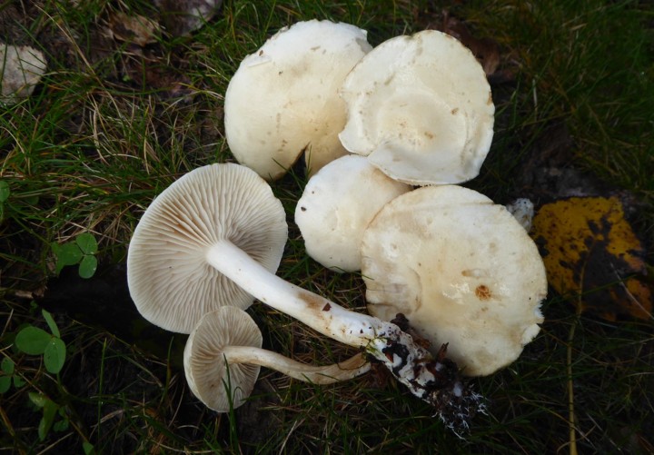 P1060540 (copie 1).JPG