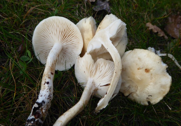 P1060557 (copie 1).JPG