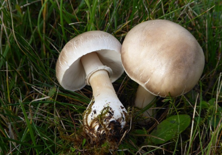 P1040761 (copie 1).JPG