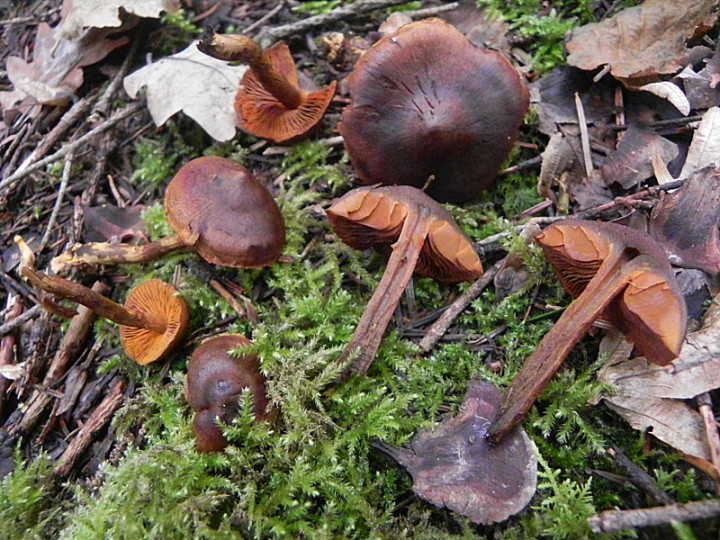 DSCN0538b.JPG