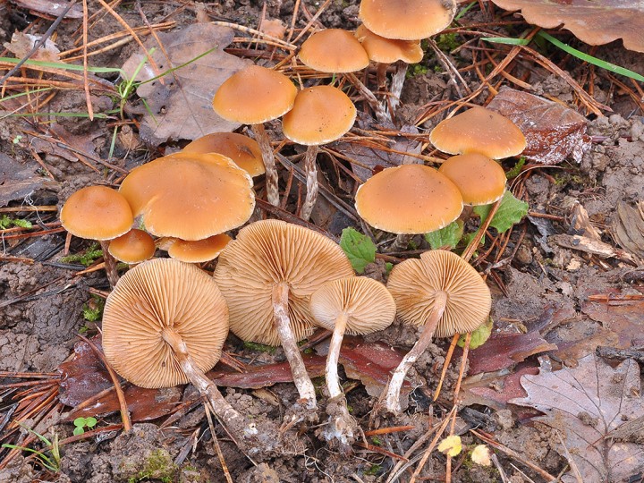 Galerina_sp.jpg