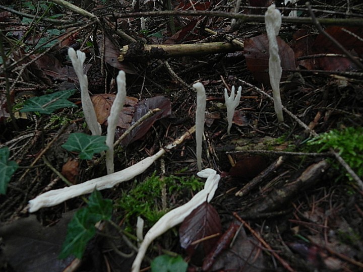 DSCN0551b.JPG
