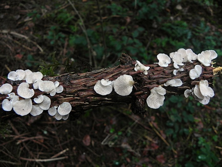 DSCN0552b.JPG