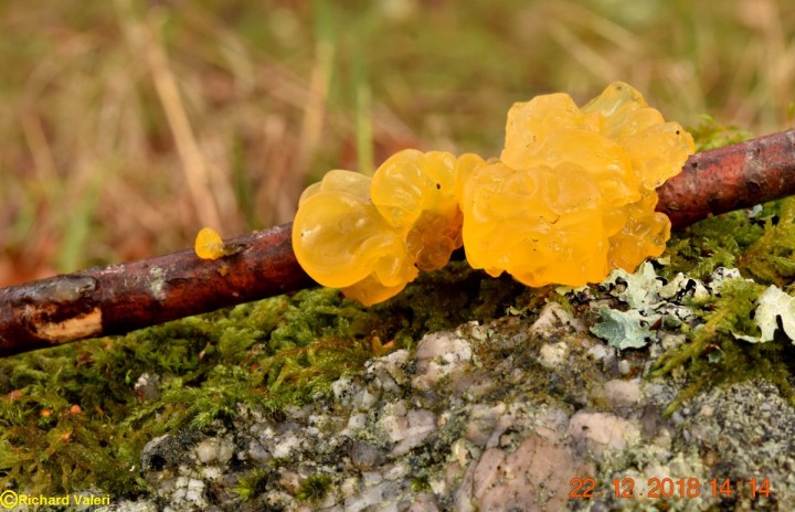 Tremella mesenterica.JPG