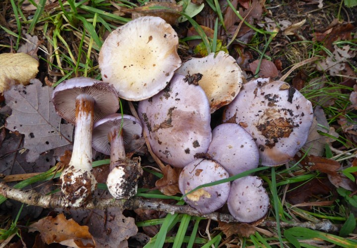 P1060012 (copie 1).JPG