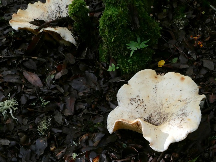 Cliquer sur l'image pour agrandir