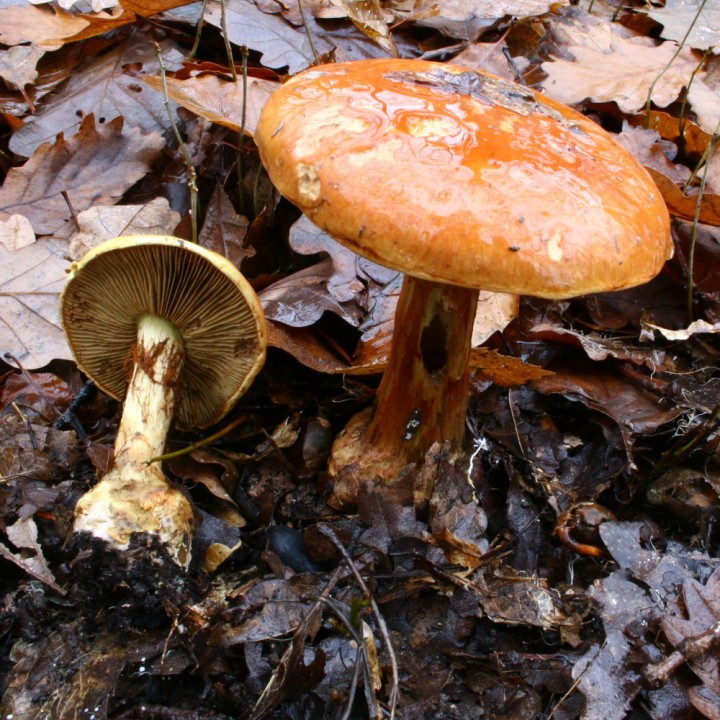 Phleg 191129_9386c1.JPG