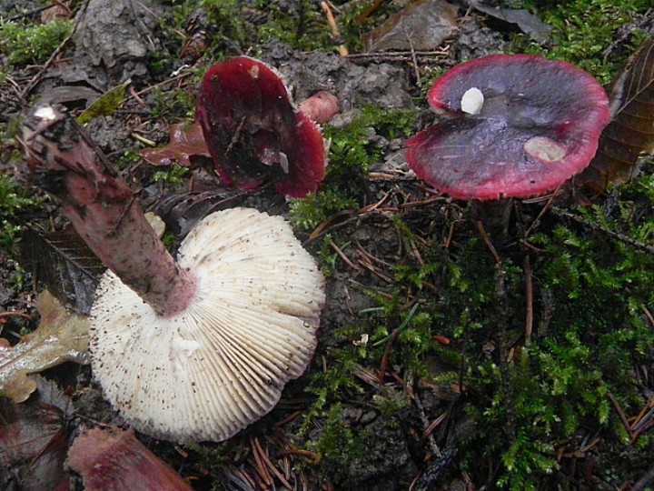 DSCN0595b.JPG