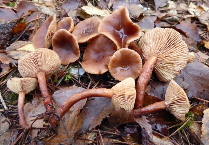 P1060915 (copie 1).JPG