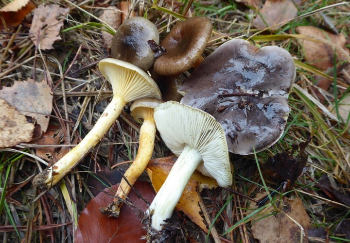 P1060657.JPG