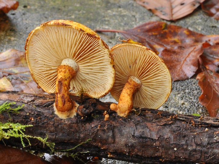 Pholiota_lucifera_2.jpg