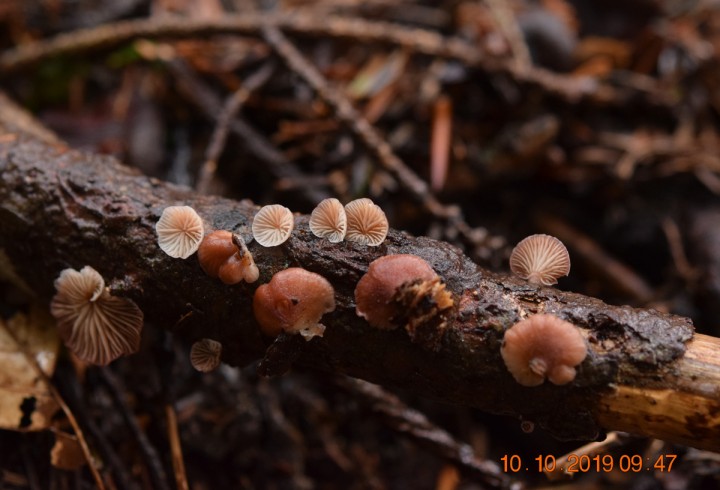 DSC_0856 - Copie.JPG