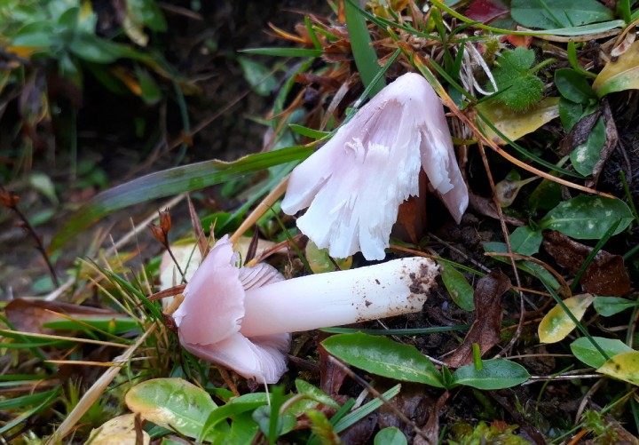 Photo in situ