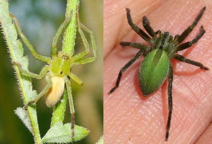 Micrommata ligurina et M. verescens.jpg