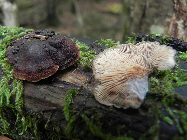 DSCN0558b.JPG