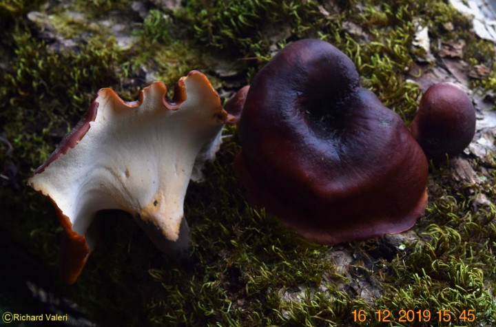Picipes badius.JPG