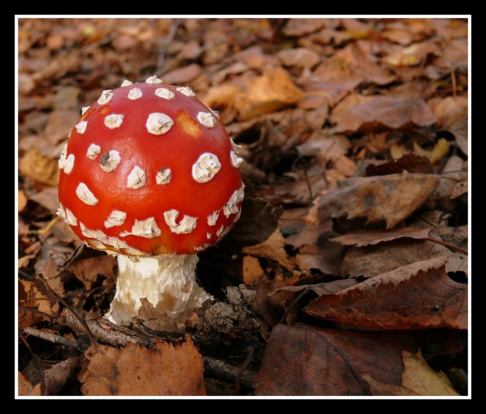 16 oct 238.JPG