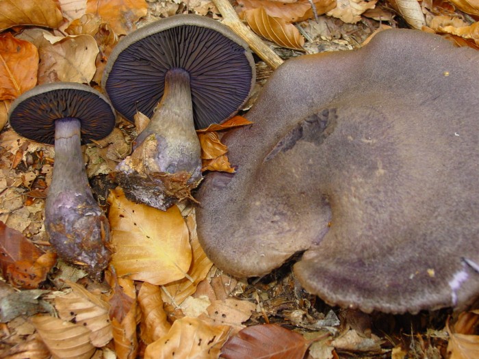 cortinarius violaceus.JPG