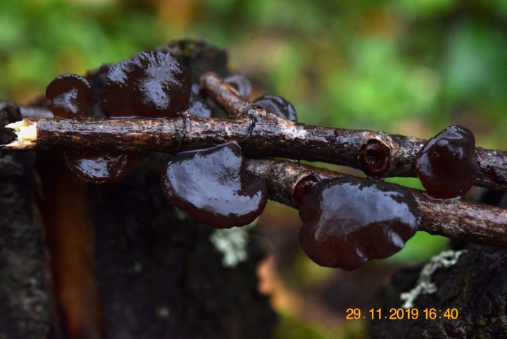 DSC_1064_01.JPG