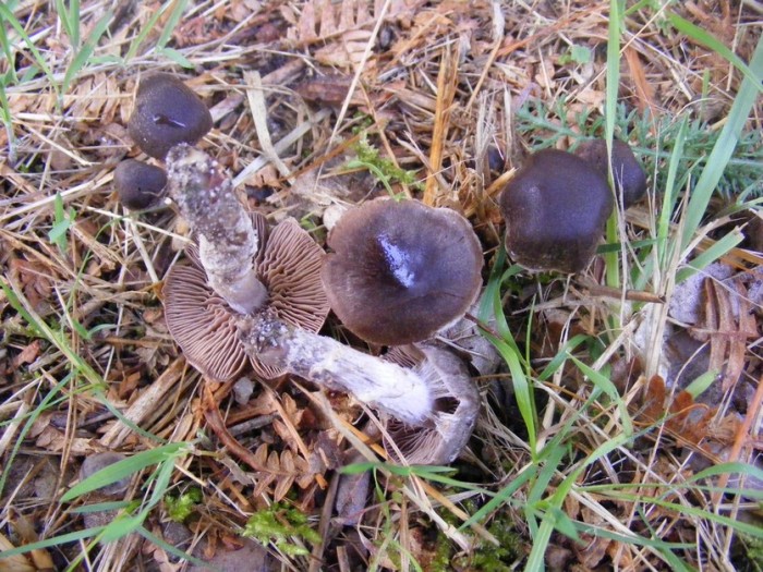 2008_0712essai0035.JPG