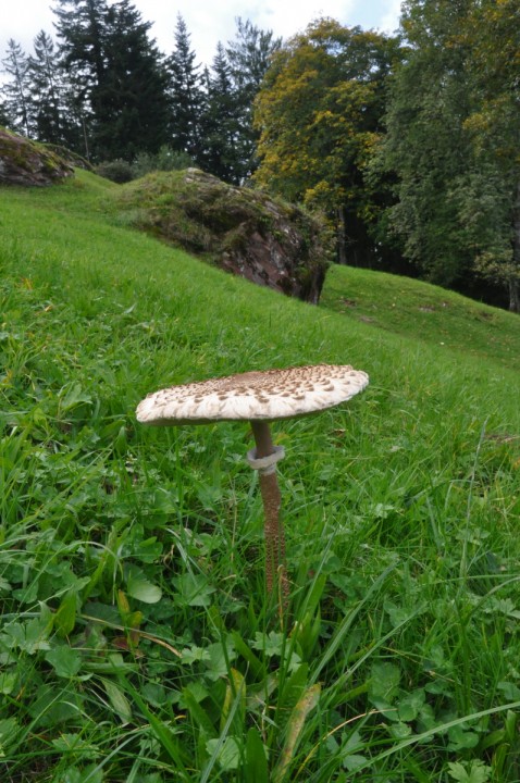 Macrolepiota procera, Quarten, in situ (Commission scientifique de l'USSM 2019)