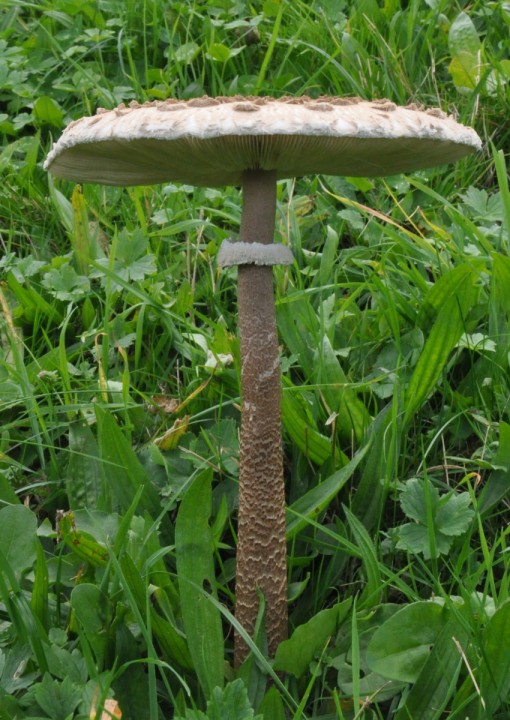 Macrolepiota procera, Quarten, in situ (Commission scientifique de l'USSM 2019)