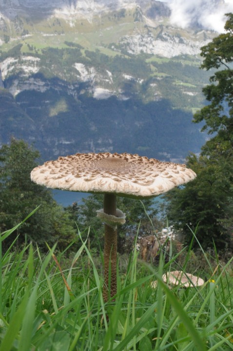 Macrolepiota procera, Quarten, in situ (Commission scientifique de l'USSM 2019)