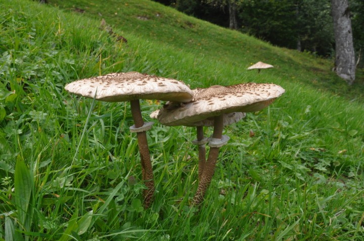 Macrolepiota procera, Quarten, in situ (Commission scientifique de l'USSM 2019)