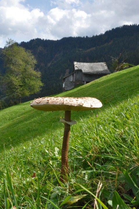 Macrolepiota procera, Quarten, in situ (Commission scientifique de l'USSM 2019)