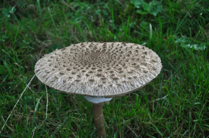 Macrolepiota procera, Quarten, in situ (Commission scientifique de l'USSM 2019)