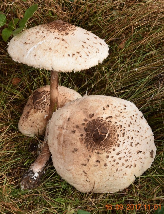 Macrolepiota fuliginosa (2).JPG