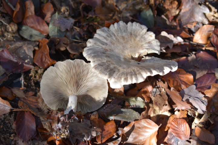 in situ, Neuchâtel, Le Chanet